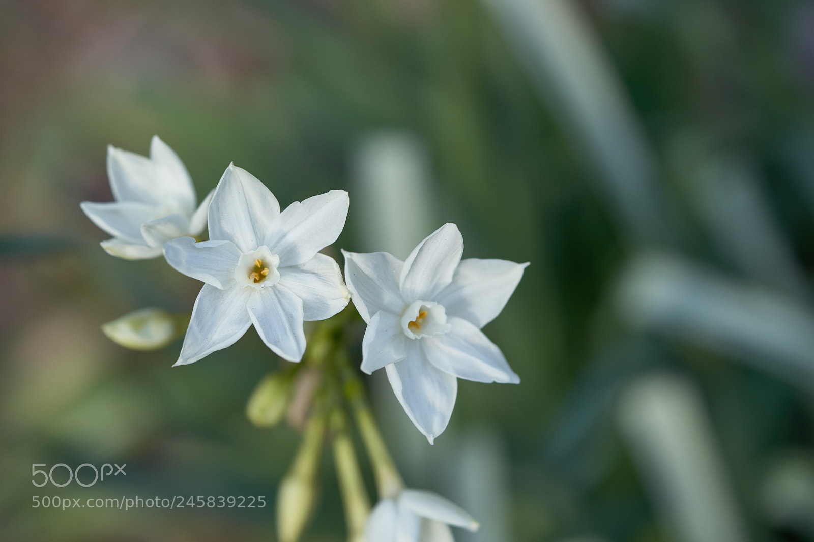 Sony a7 sample photo. Flowers 6126 photography
