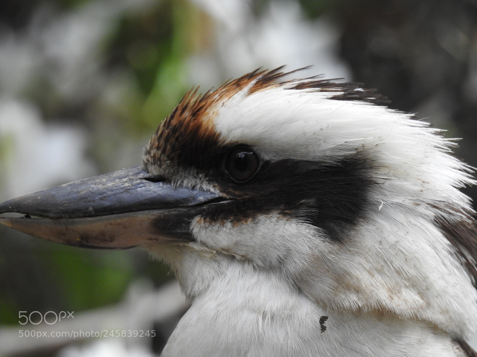 Nikon Coolpix P900 sample photo. Kookaburra 2 photography