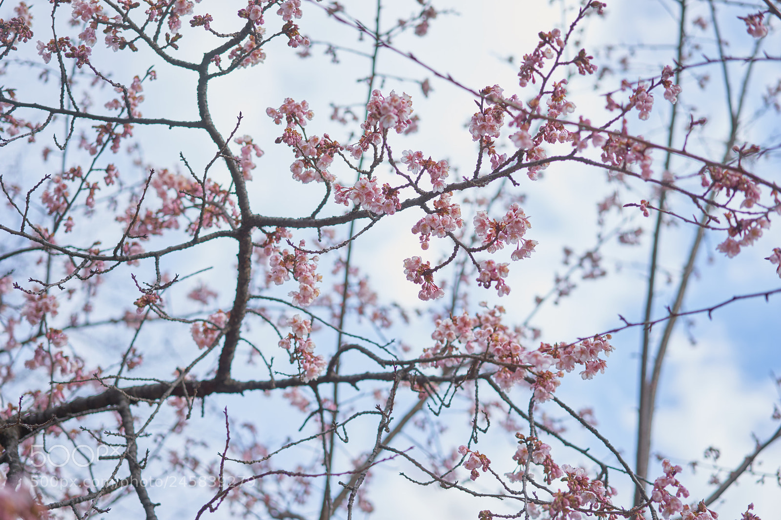 Sony a7 sample photo. Flowers 6127 photography
