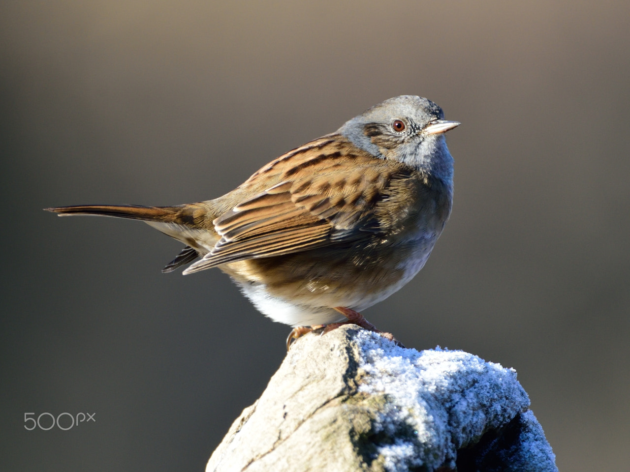 Nikon D810 + Nikon AF-S Nikkor 200-400mm F4G ED-IF VR sample photo. Dunnock photography