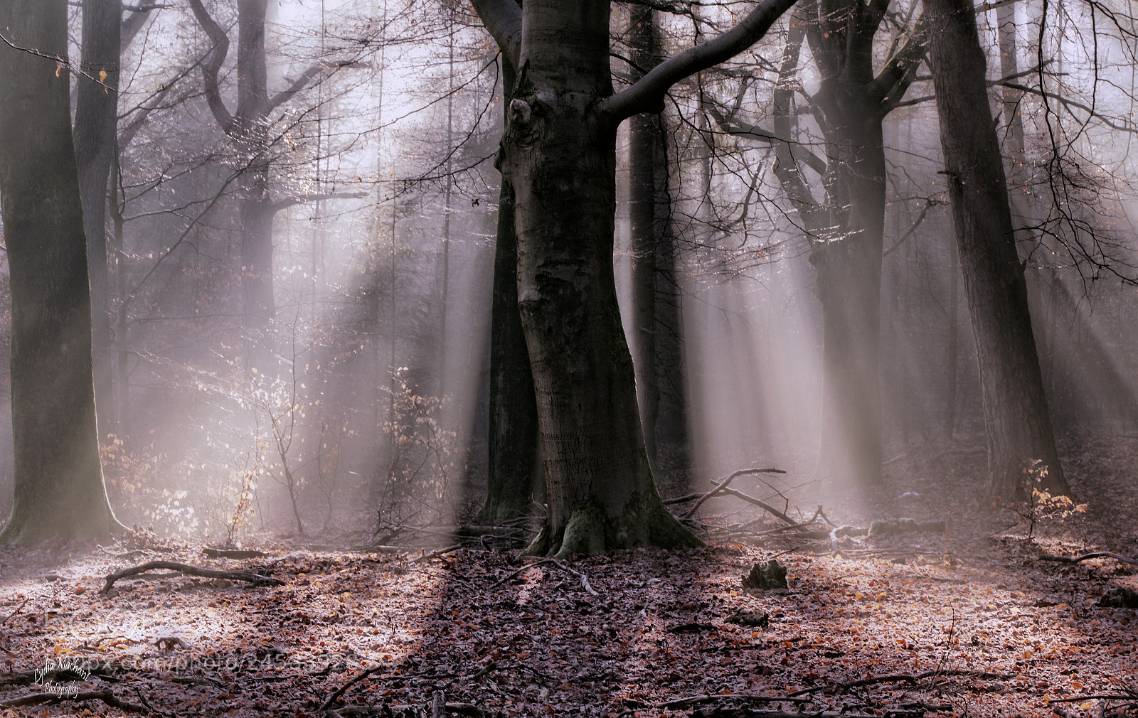 Canon EOS 7D Mark II sample photo. The forest wakes up photography
