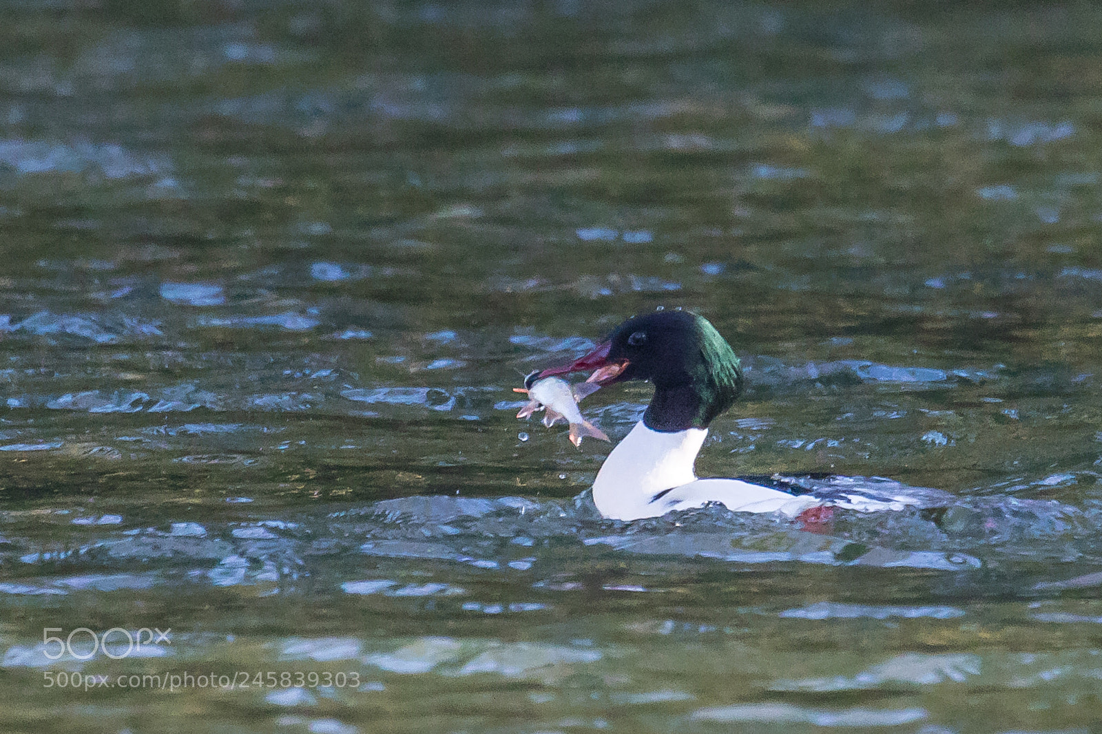 Canon EOS 7D Mark II sample photo. Goosander photography