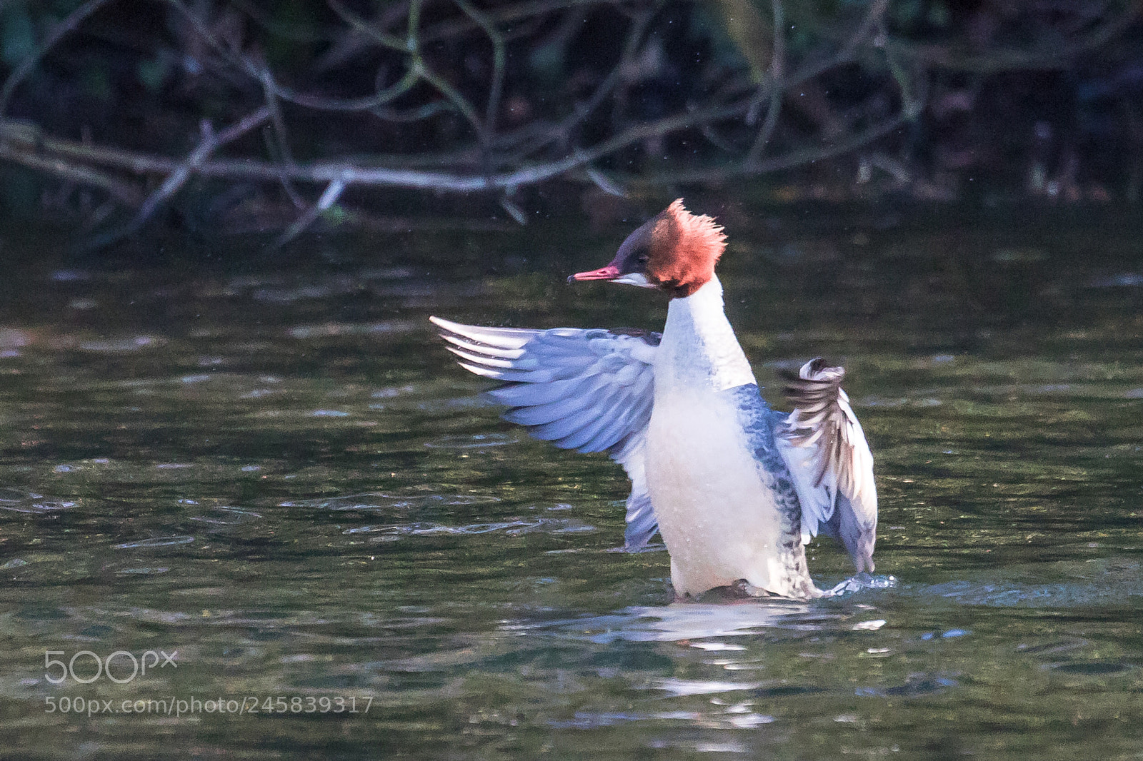 Canon EOS 7D Mark II sample photo. Goosander photography