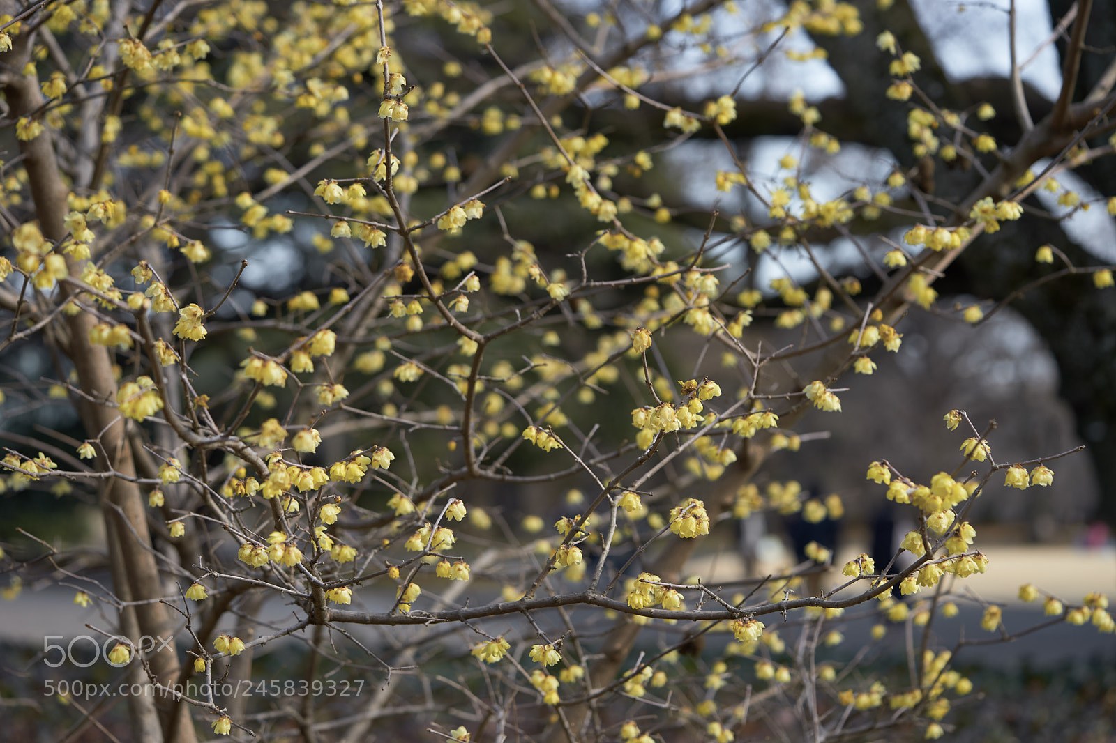 Sony a7 sample photo. Flowers 6128 photography
