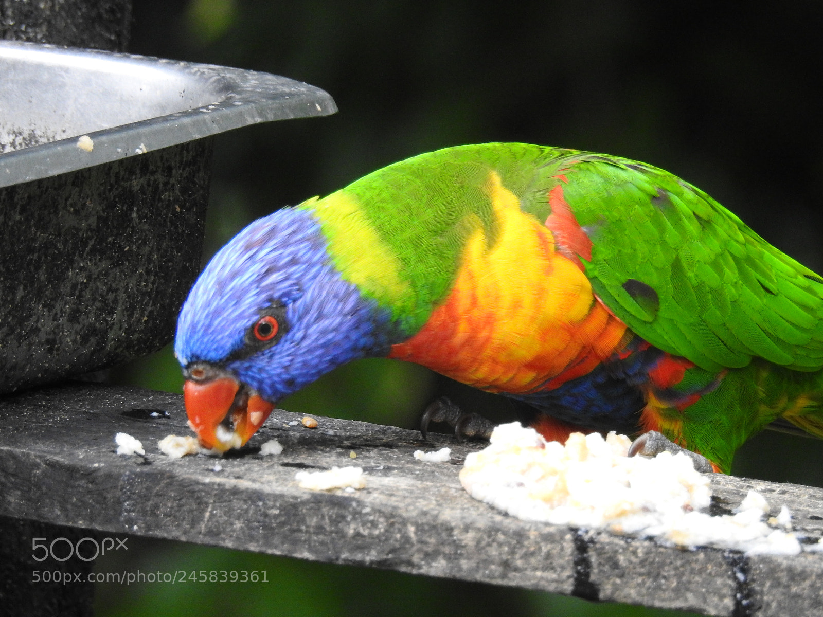 Nikon Coolpix P900 sample photo. Rainbow lorikeet 1 photography