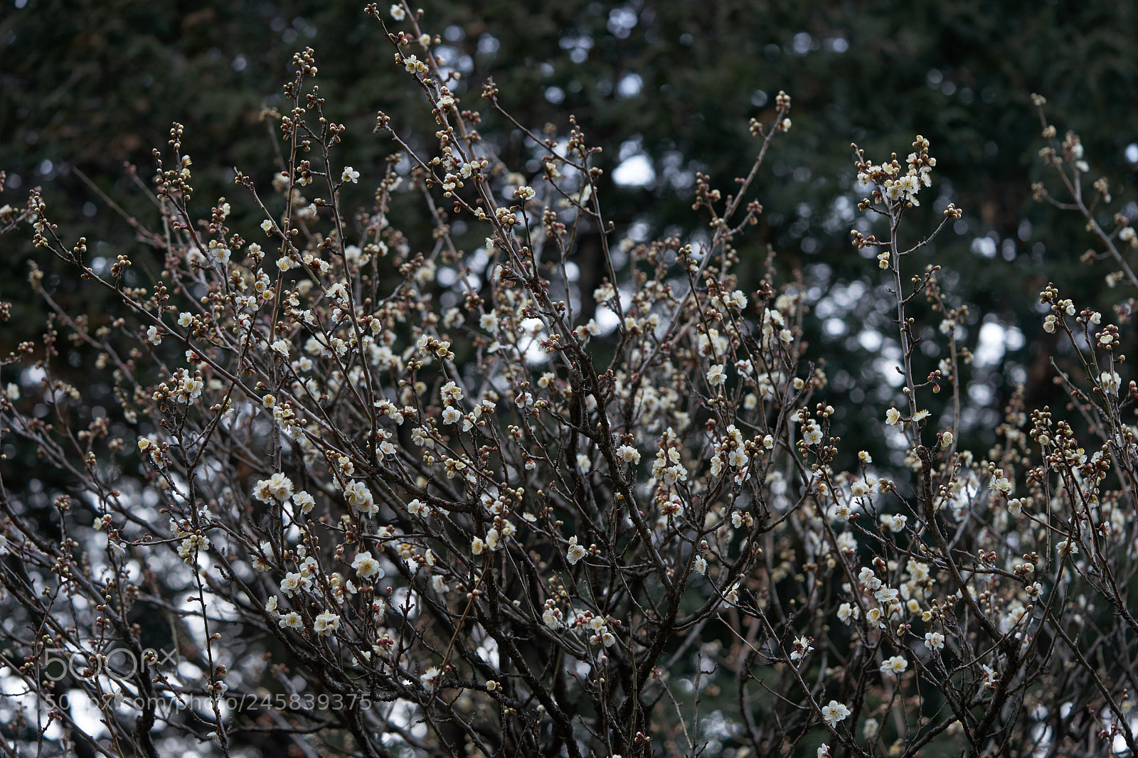 Sony a7 sample photo. Flowers 6129 photography