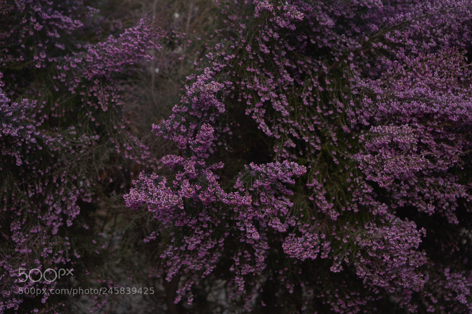 Sony a7 sample photo. Flowers 6130 photography