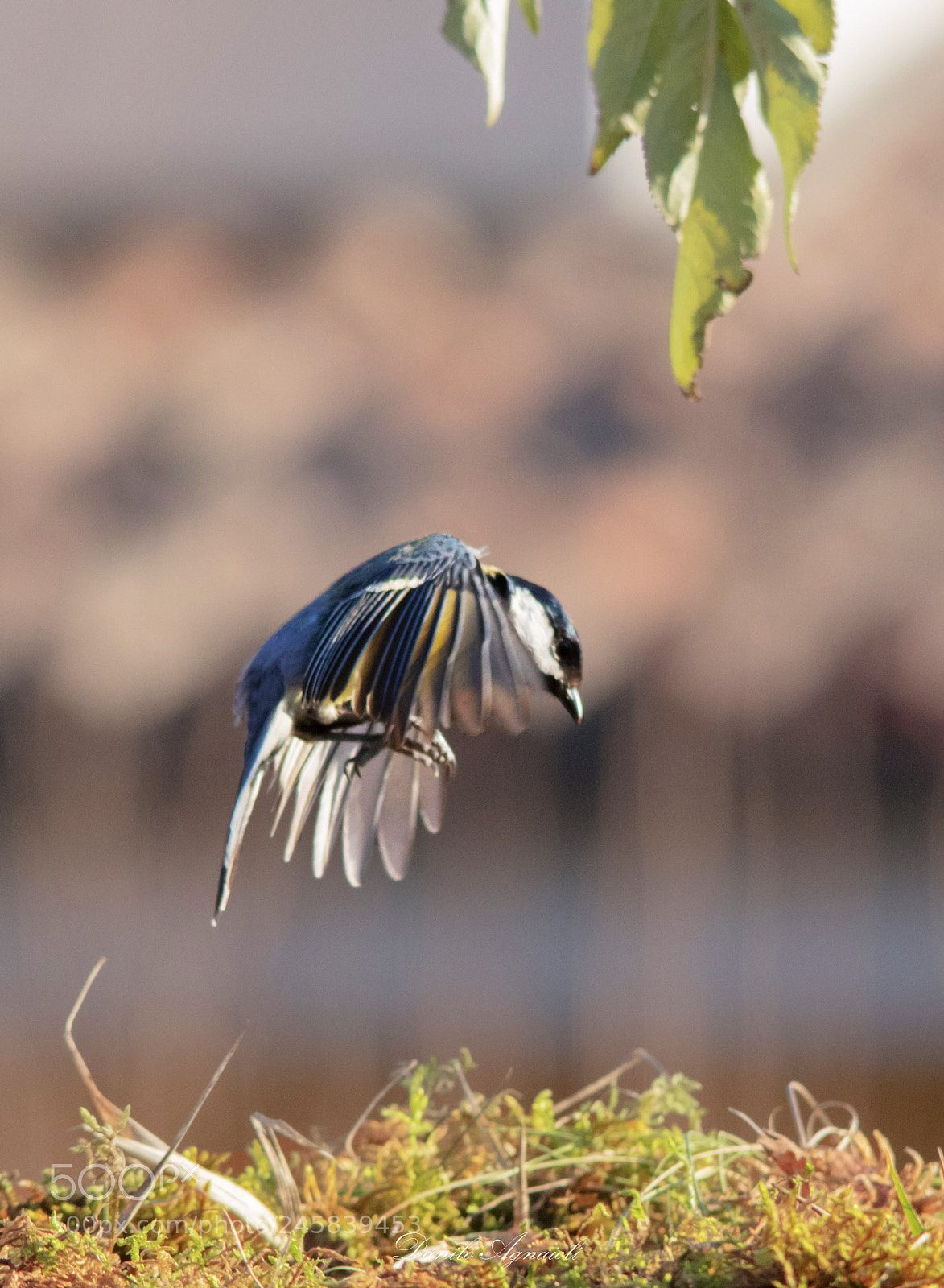 Canon EOS 7D Mark II sample photo. In flight, the most photography