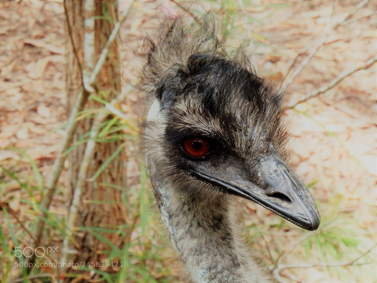 Olympus SP-100EE sample photo. Emu photography