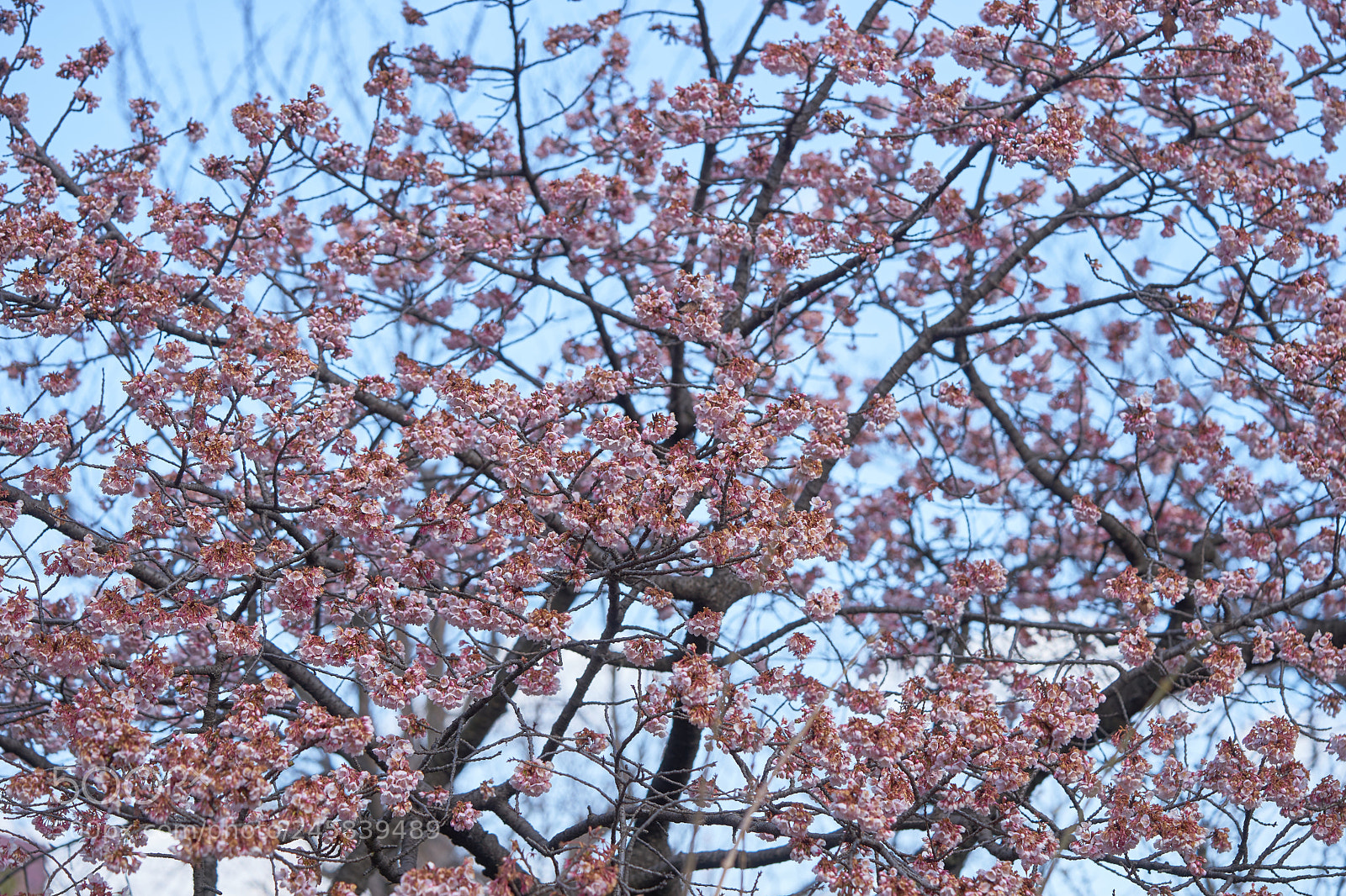Sony a7 sample photo. Flowers 6131 photography