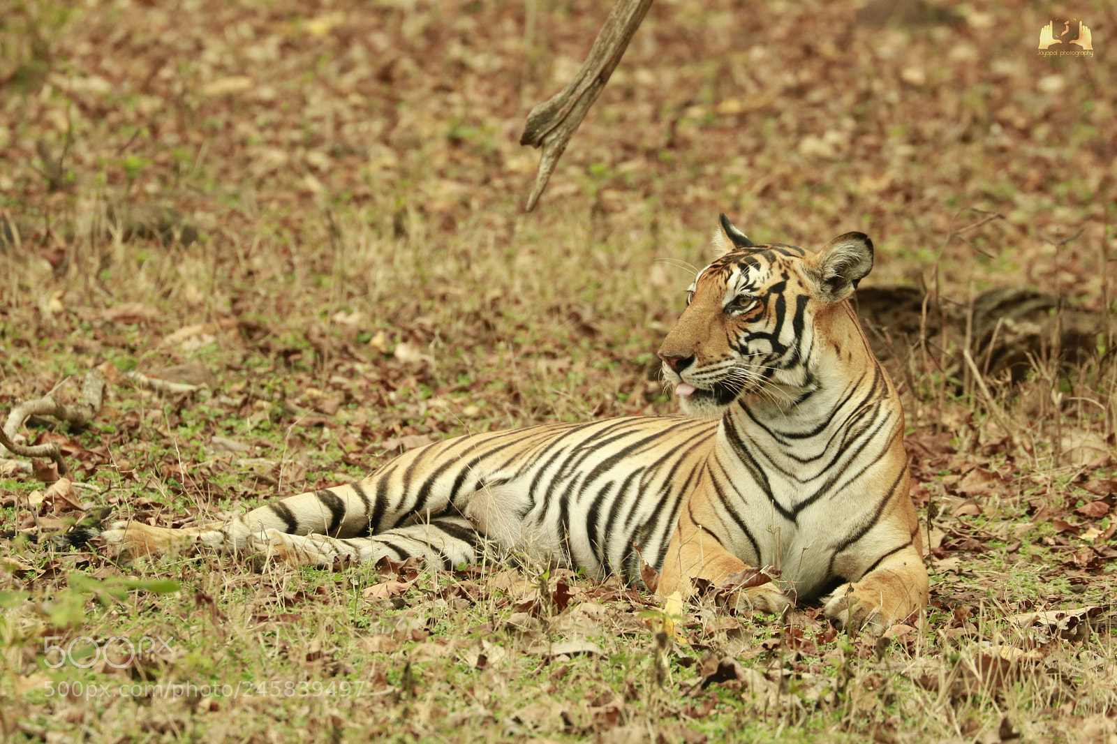 Canon EOS 750D (EOS Rebel T6i / EOS Kiss X8i) sample photo. Tiger photography
