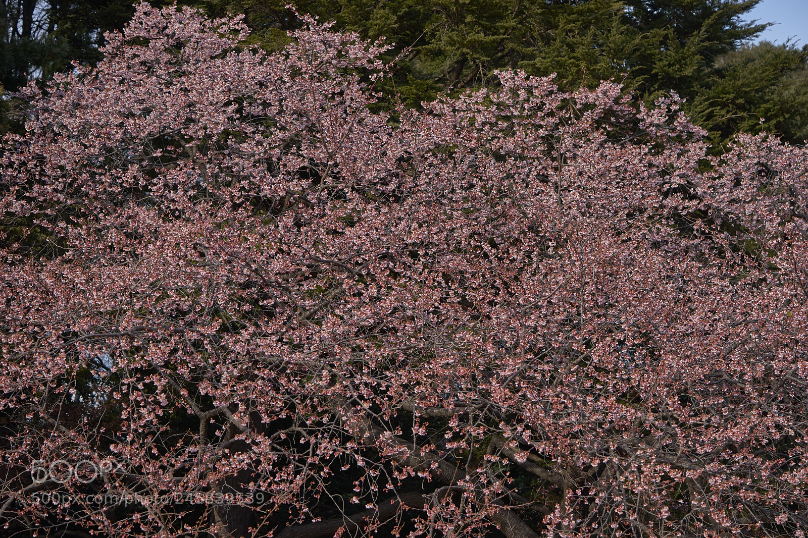 Sony a7 sample photo. Flowers 6132 photography