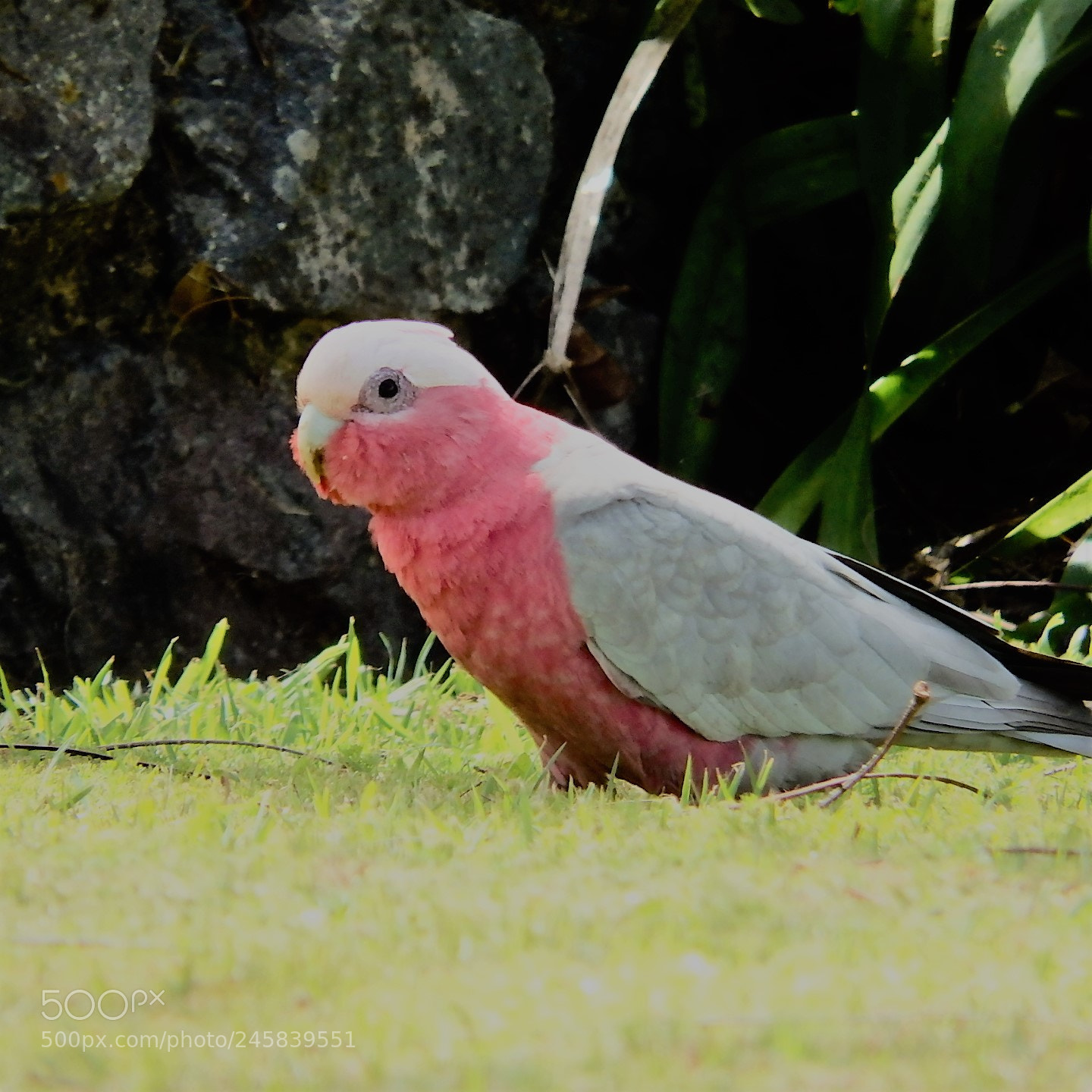 Olympus SP-100EE sample photo. Pink galah photography