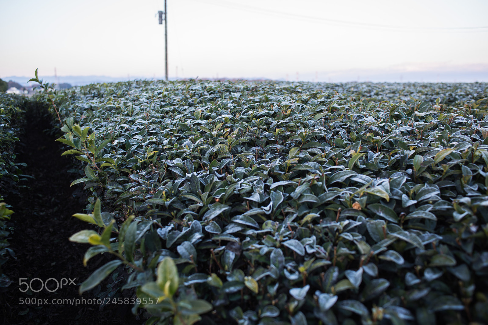 Nikon D810 sample photo. Tea leaves frosted photography