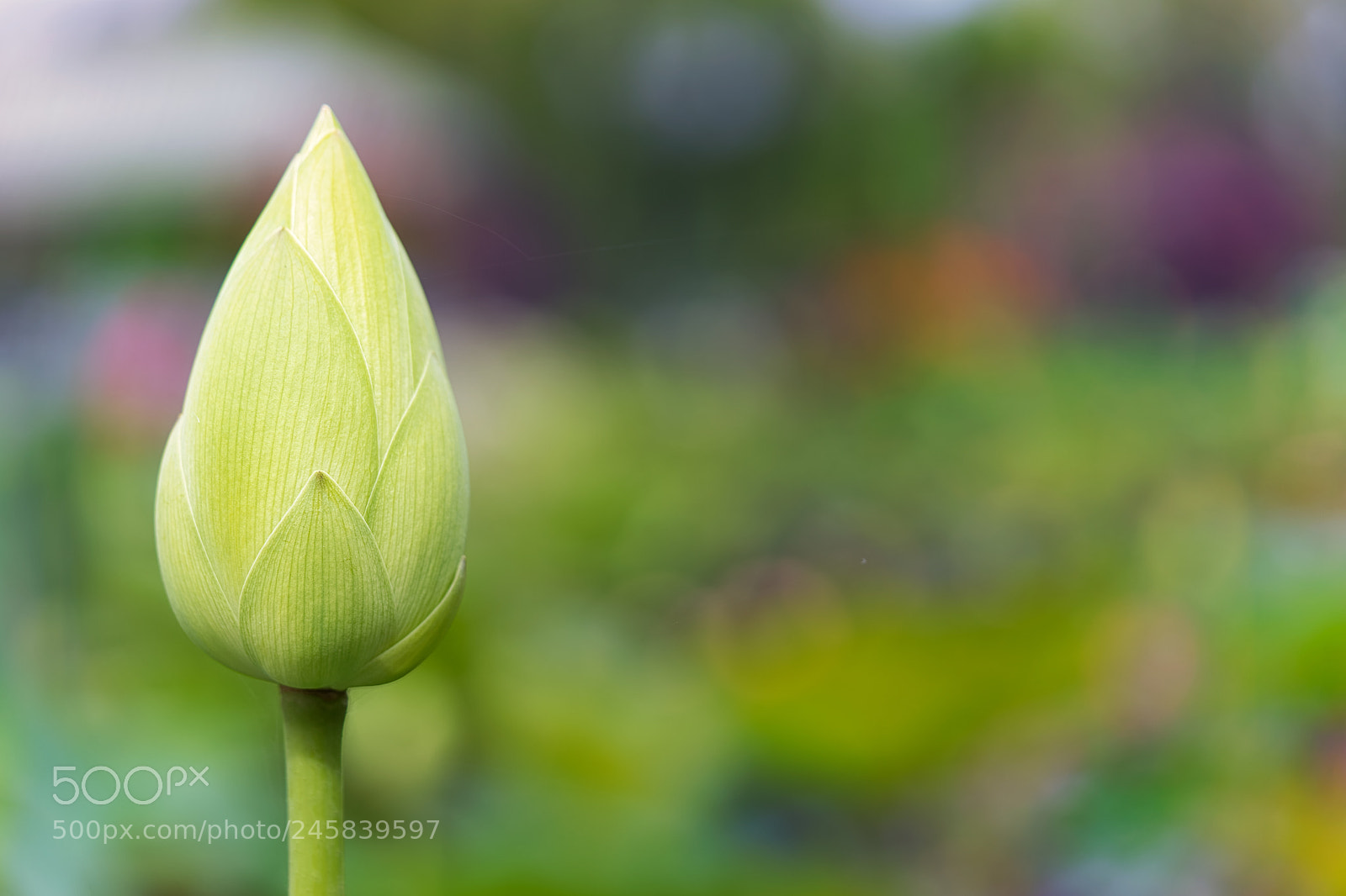 Sony a7 II sample photo. Lotus bud photography