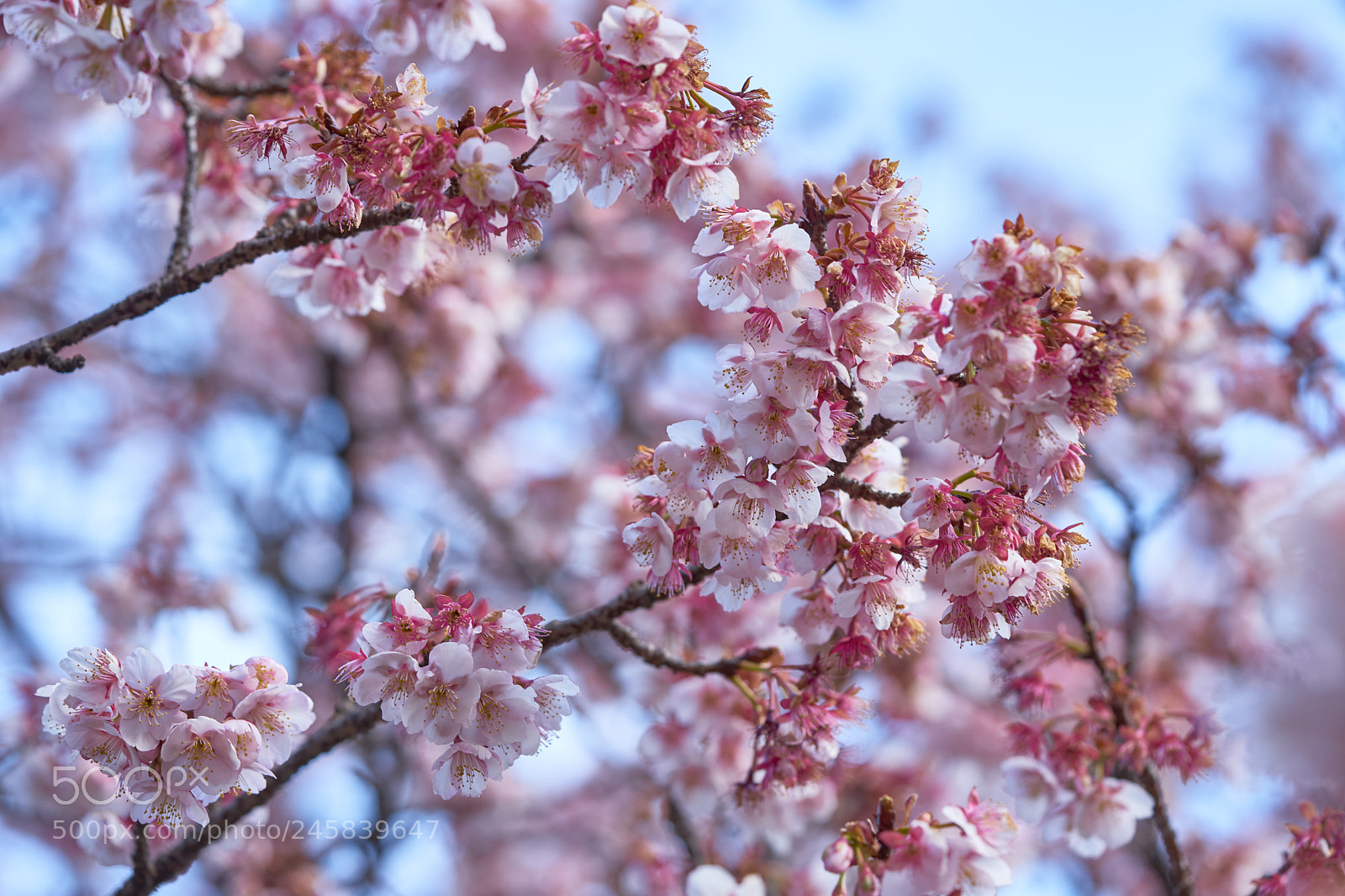 Sony a7 sample photo. Flowers 6133 photography
