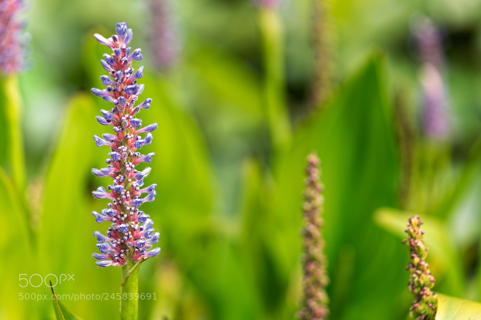 Sony a7 II sample photo. Purple multi-flower photography