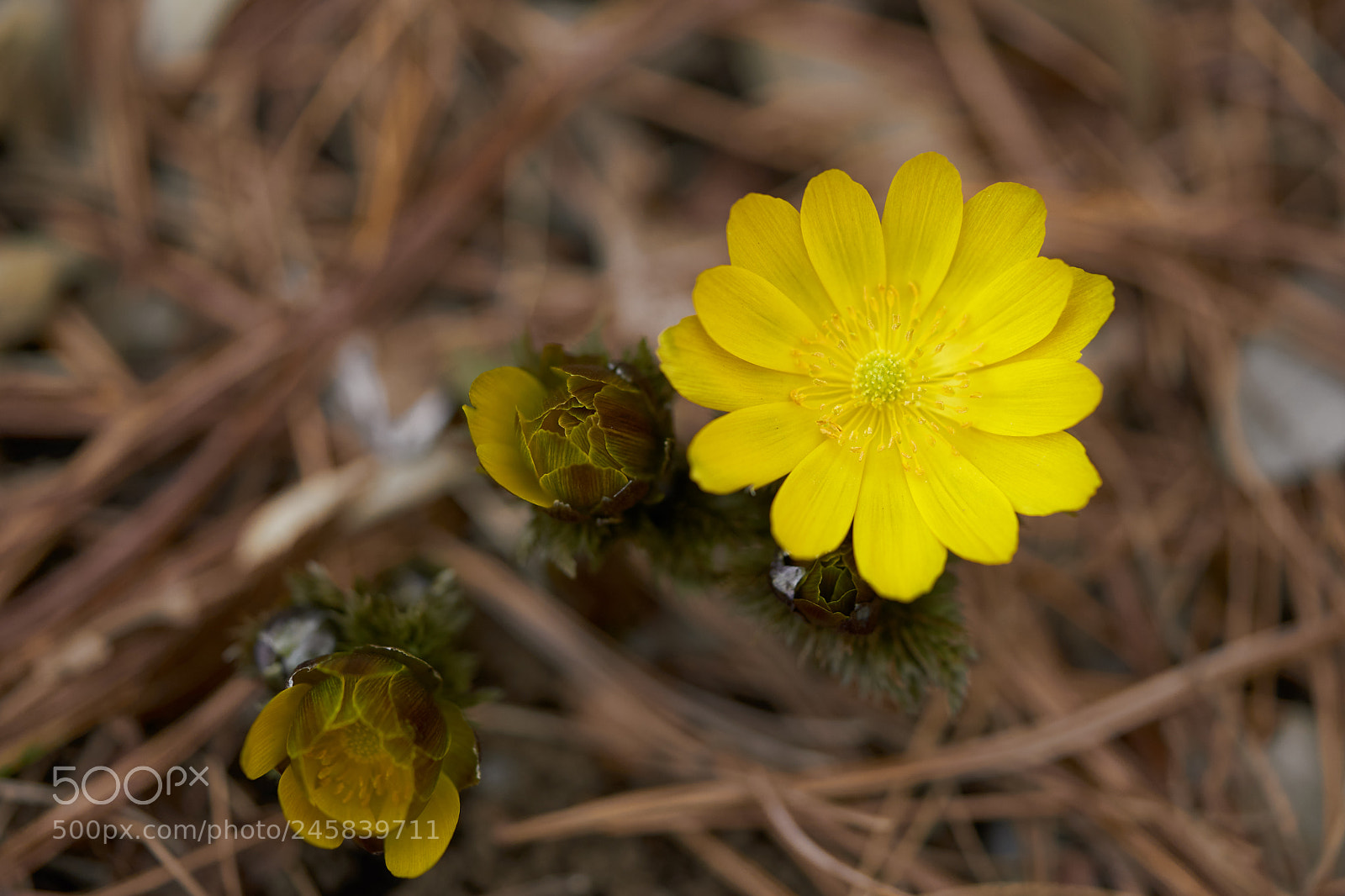 Sony a7 sample photo. Flowers 6134 photography