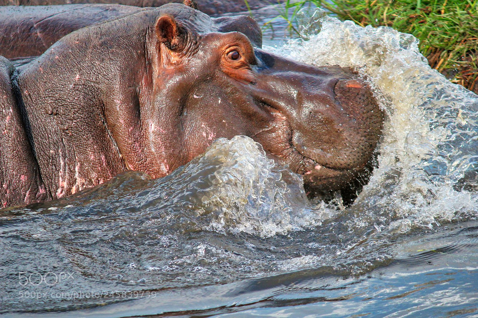 Canon EOS 100D (EOS Rebel SL1 / EOS Kiss X7) sample photo. An agitated cute hippo! photography