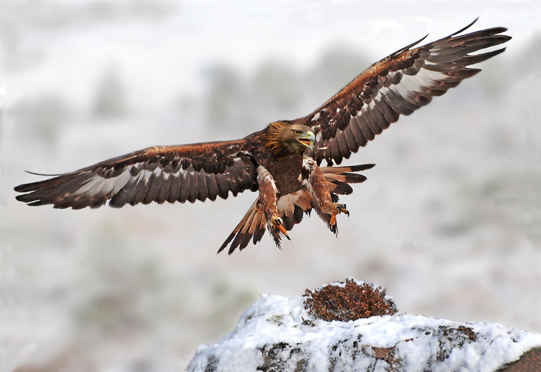 Nikon D2Xs sample photo. Golden eagle landing photography