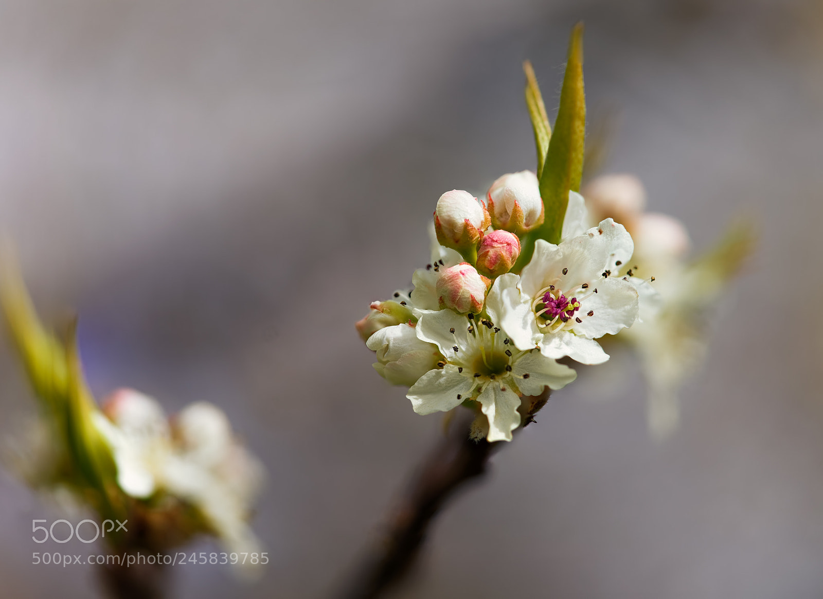 Sony a7 II sample photo. Macro stacked blossom photography