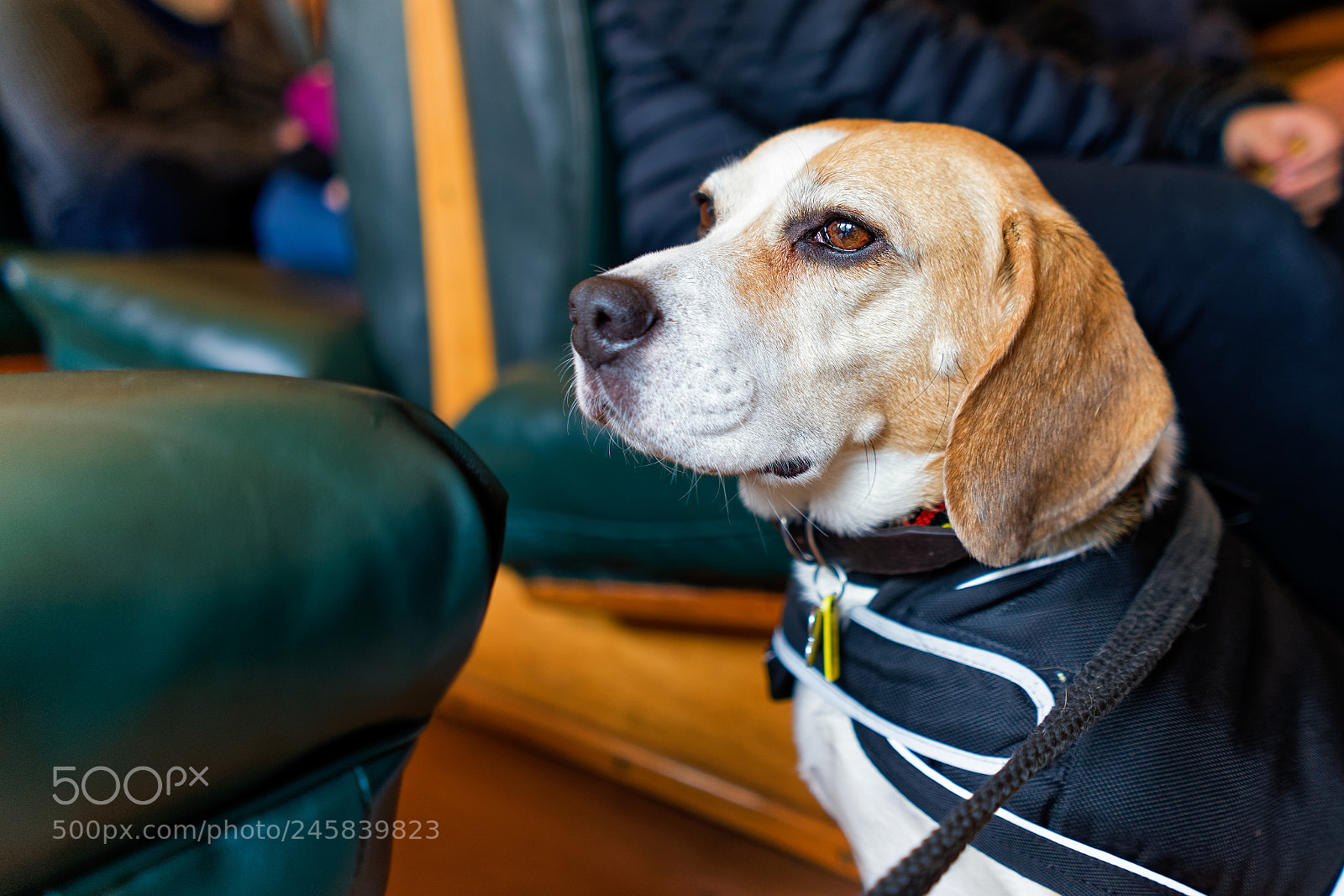 Sony a7 II sample photo. Beagle on the train photography