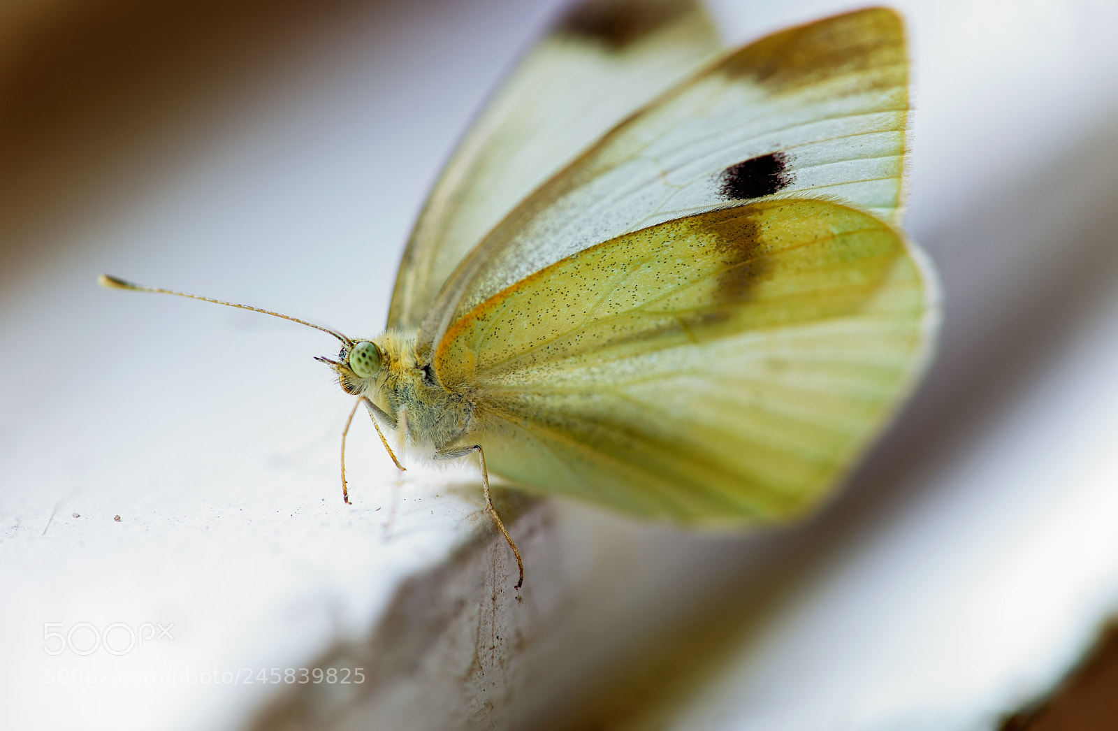 Sony a7 II sample photo. White butterfly photography