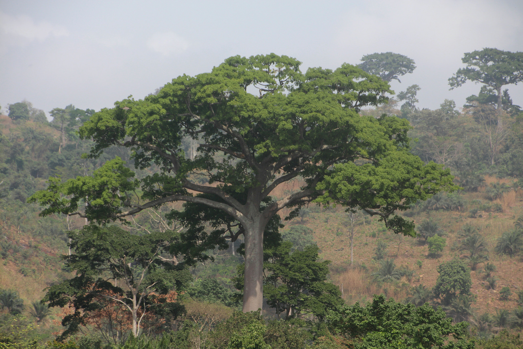 Canon EF 50mm f/1.8 sample photo. Ancient tree photography
