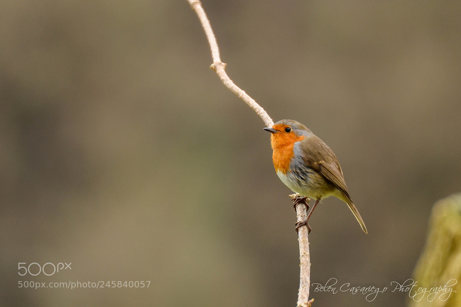 Nikon D5100 sample photo. Rait n petirrojo erithacus photography