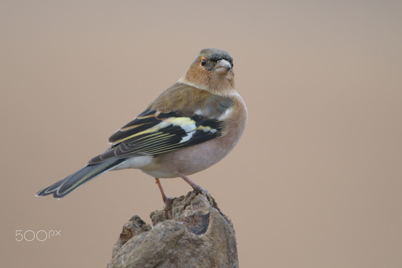 Nikon AF-S Nikkor 200-400mm F4G ED-IF VR sample photo. Common chaffinch photography