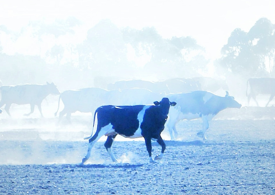 Sony Alpha NEX-C3 sample photo. Australia farm photography