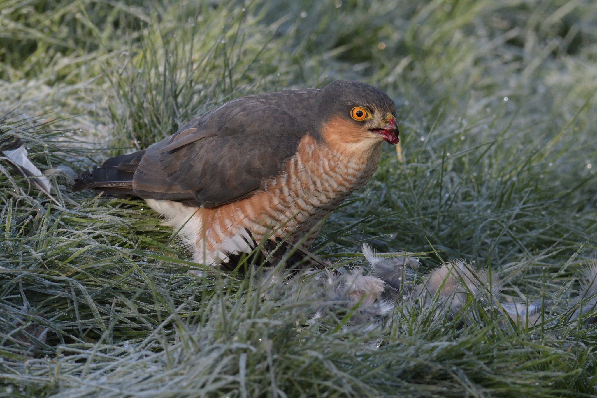 Nikon D500 sample photo. Good hunt photography