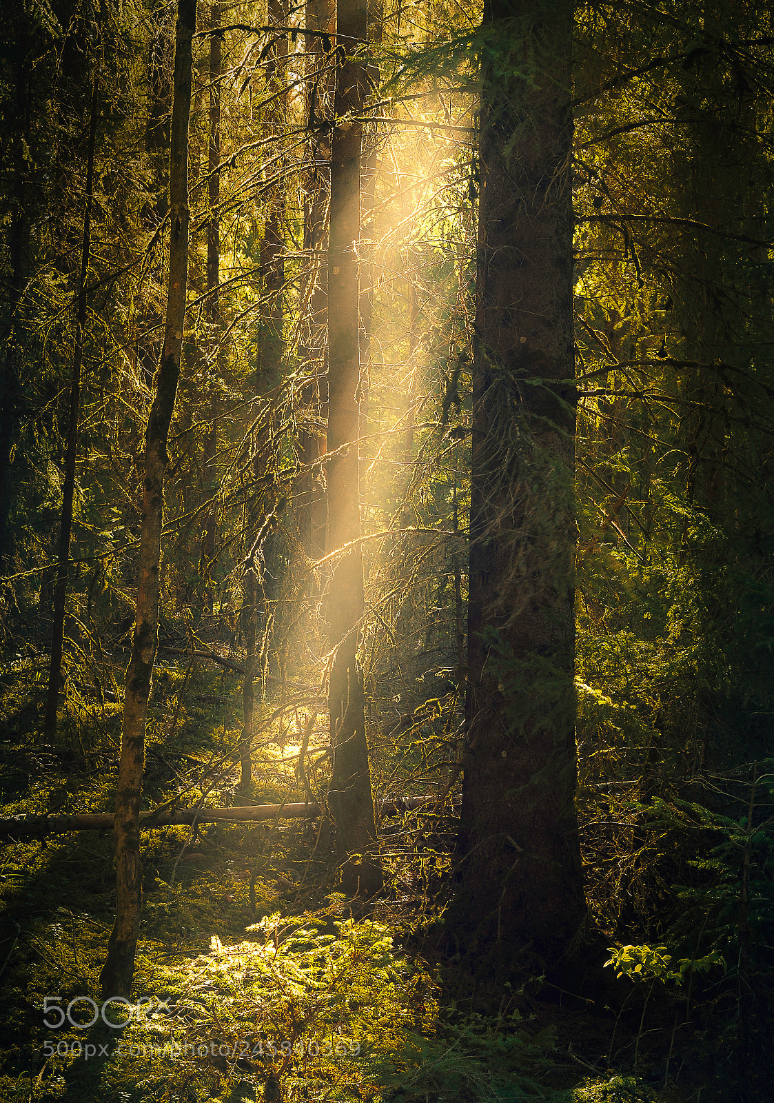 Canon EOS 40D sample photo. Fairy forest photography