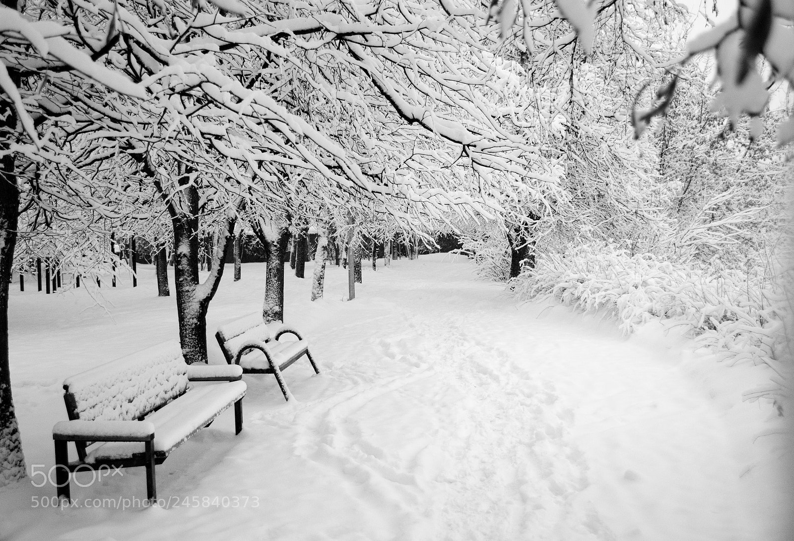Nikon D5100 sample photo. Winter, park photography
