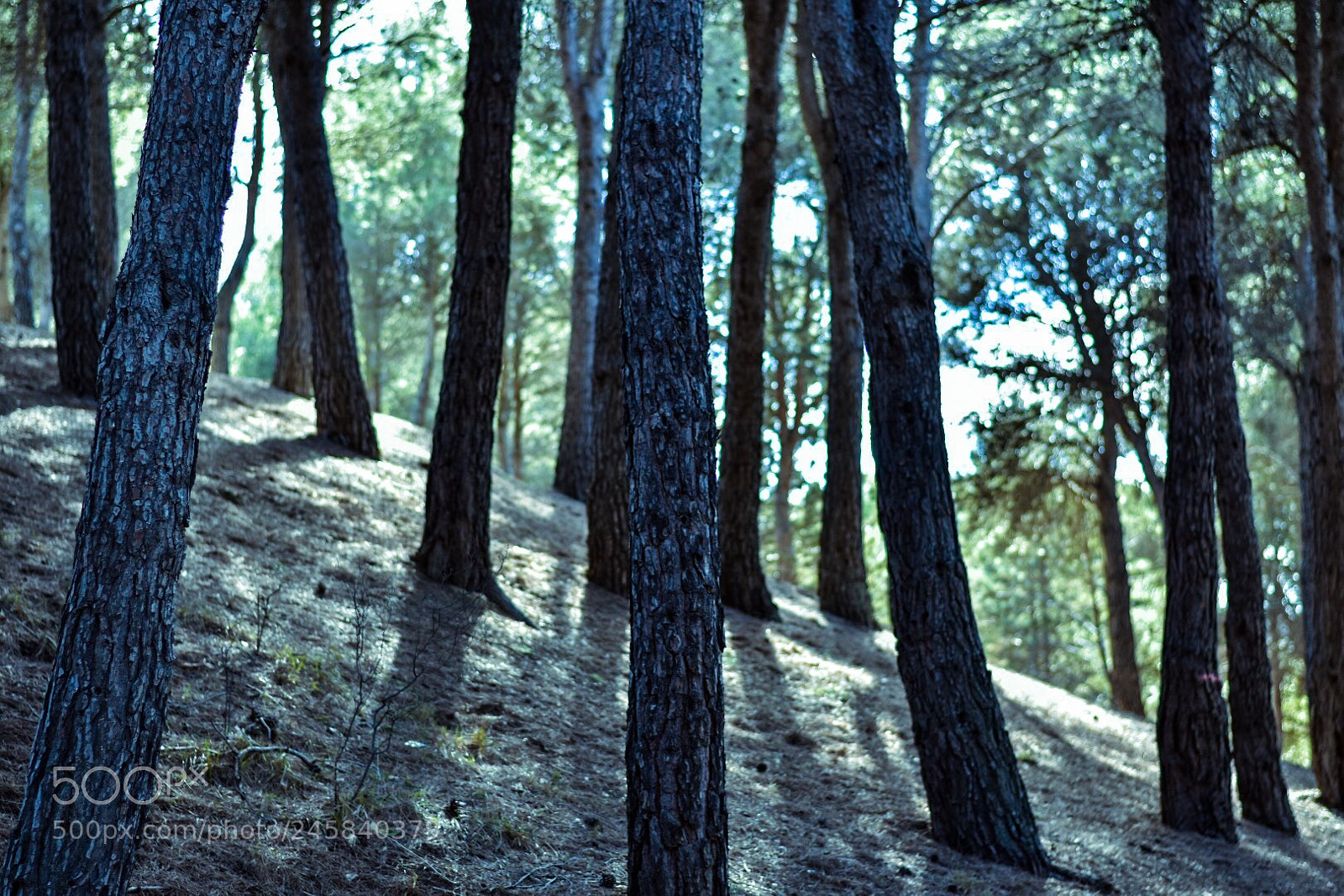 Nikon D7200 sample photo. Forest photography