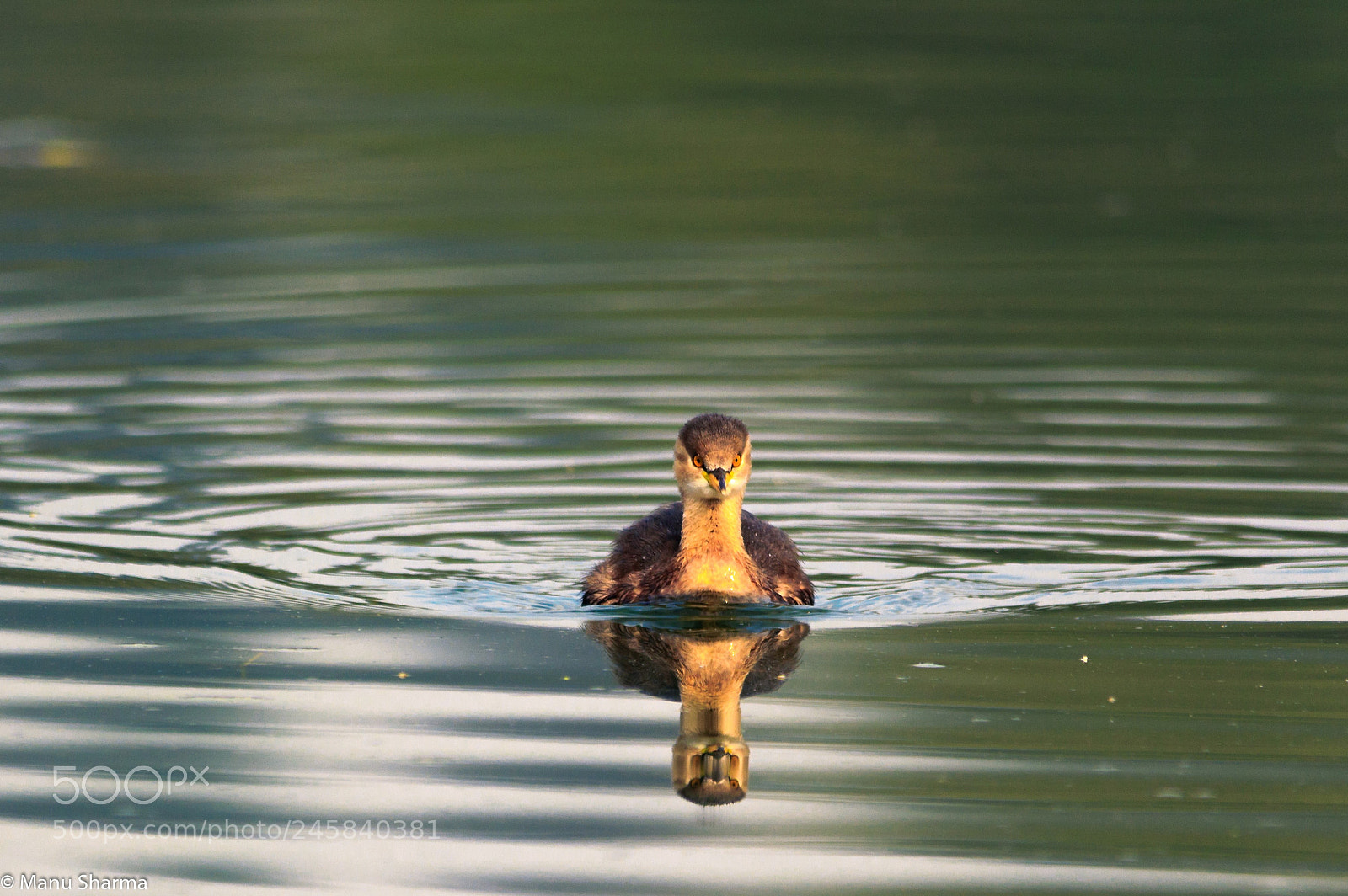 Canon EOS 550D (EOS Rebel T2i / EOS Kiss X4) sample photo. Angry bird.. photography