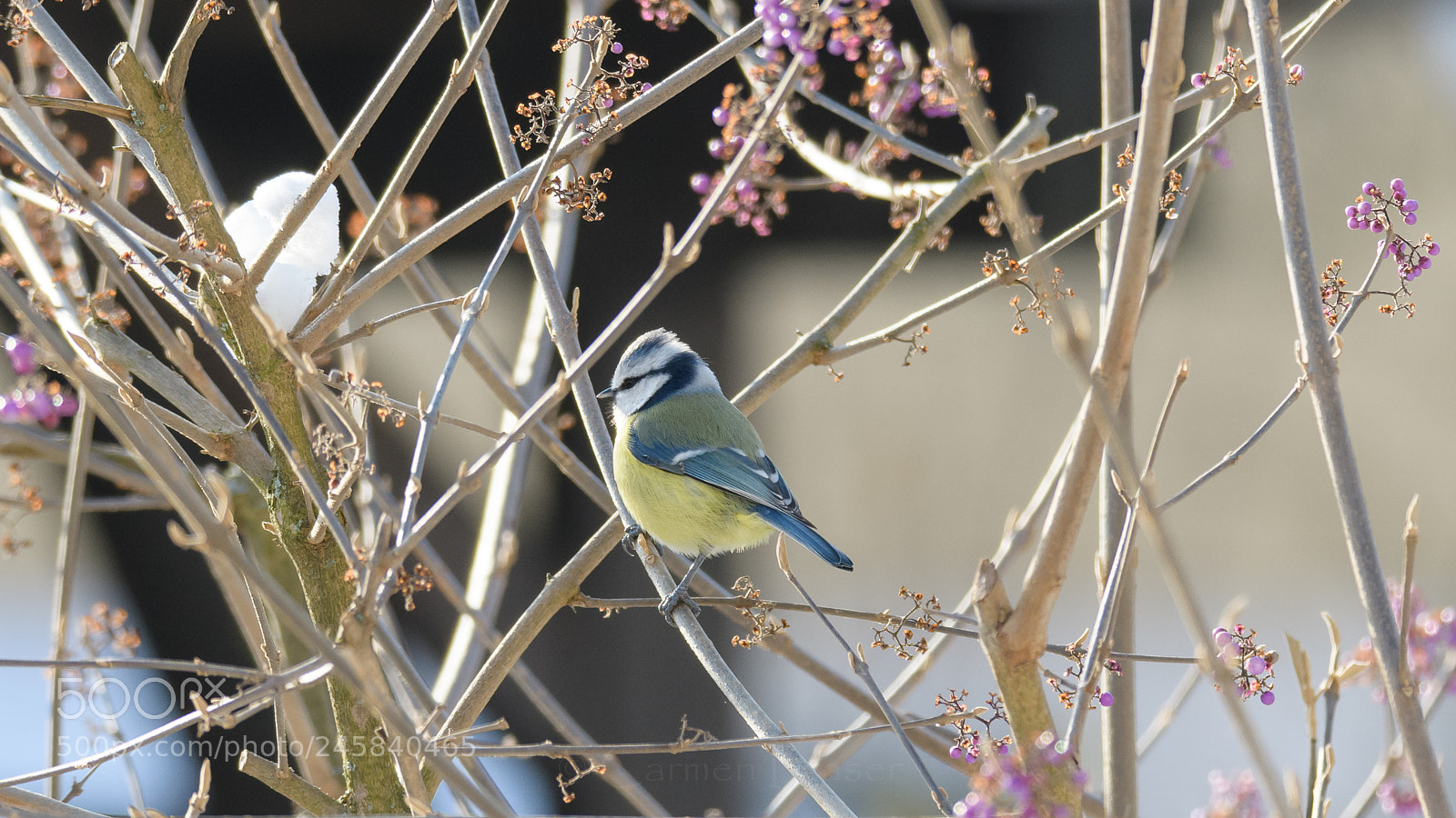 Nikon D500 sample photo. Bluetit photography