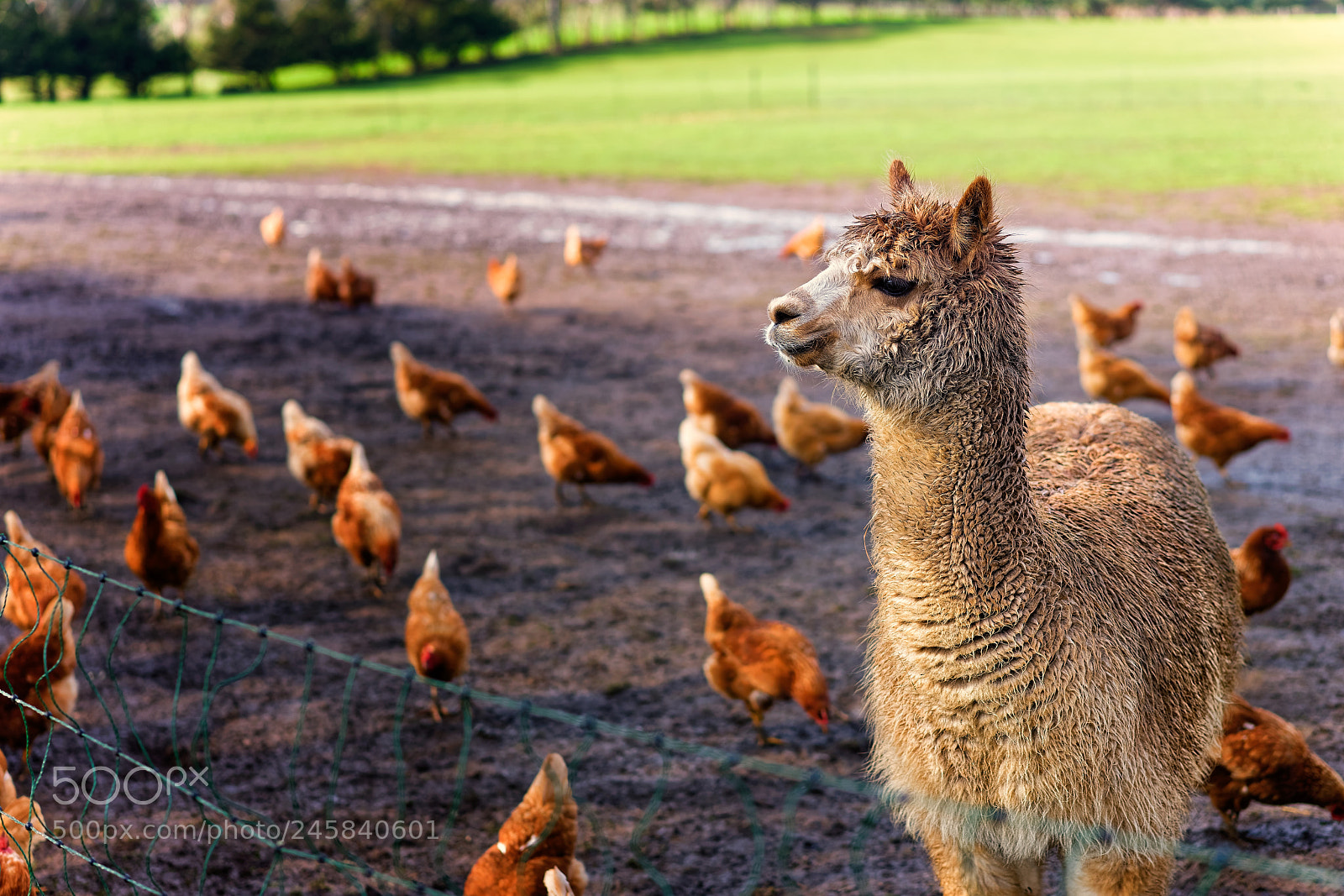 Sony a7 II sample photo. Alpacas guarding chickens photography