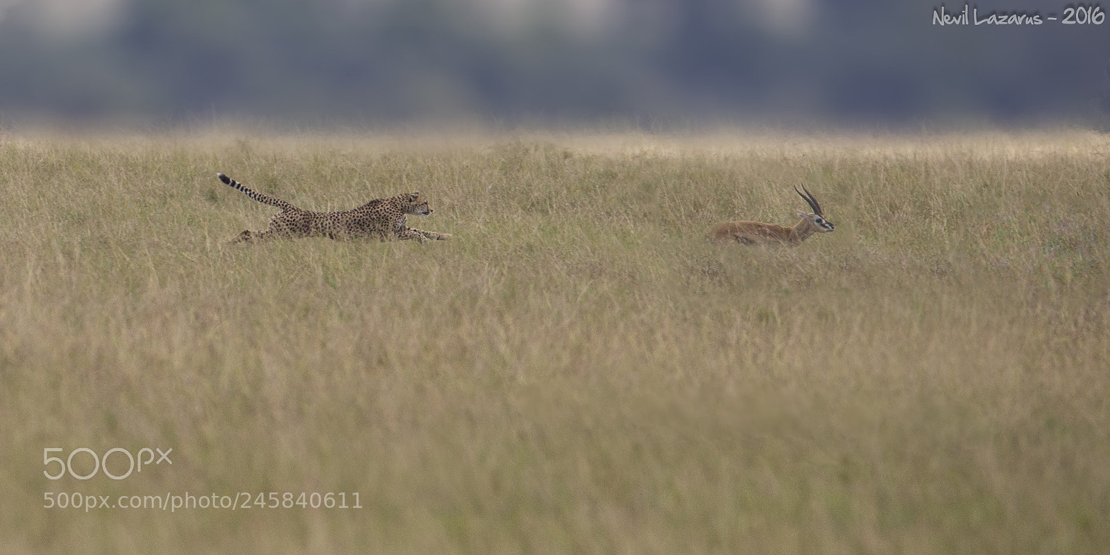 Canon EOS-1D X sample photo. Cheetah chase photography