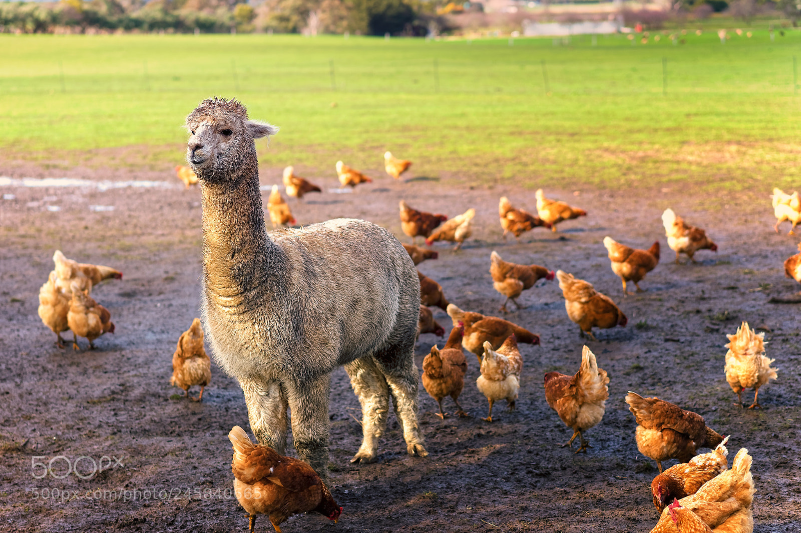 Sony a7 II sample photo. Alpacas guarding chickens photography
