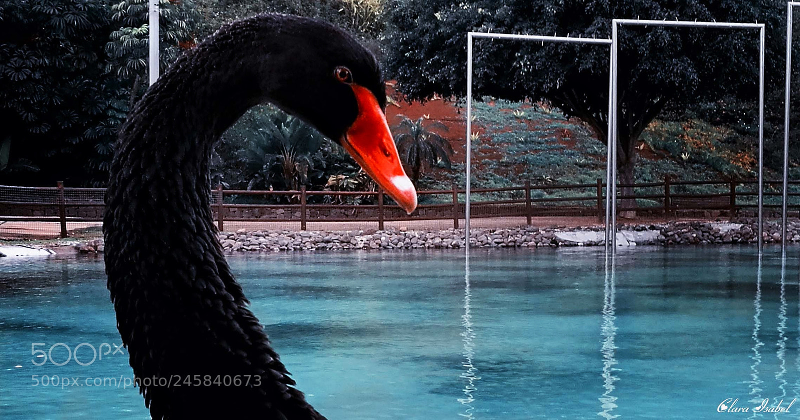 HUAWEI P9 Plus sample photo. Bello cisne. photography