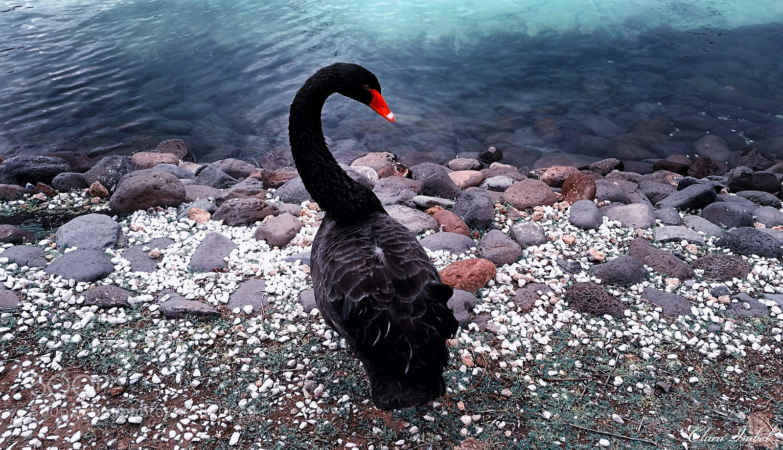 HUAWEI P9 Plus sample photo. Bello cisne. photography