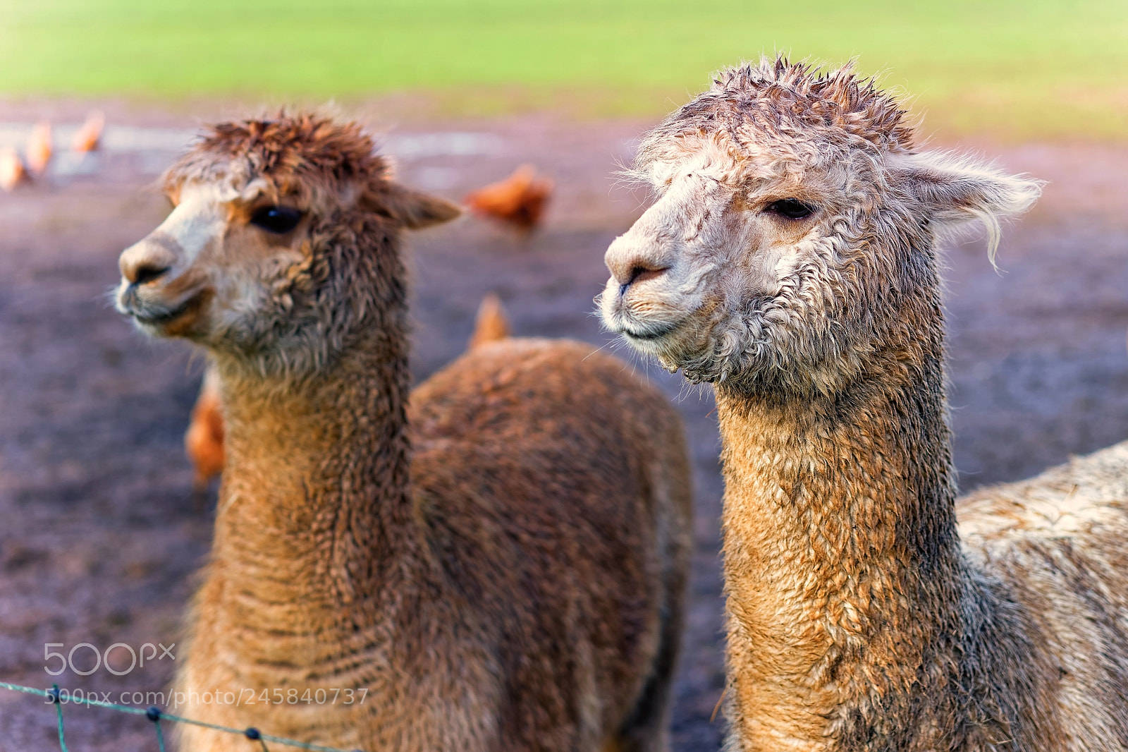Sony a7 II sample photo. Alpacas guarding chickens photography