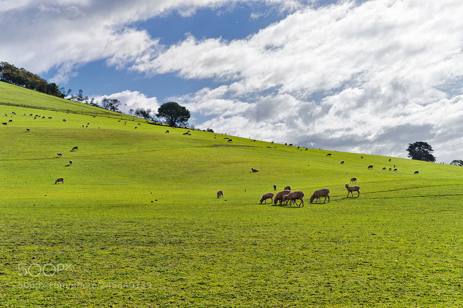 Sony a7 II sample photo. Sheep in the field photography