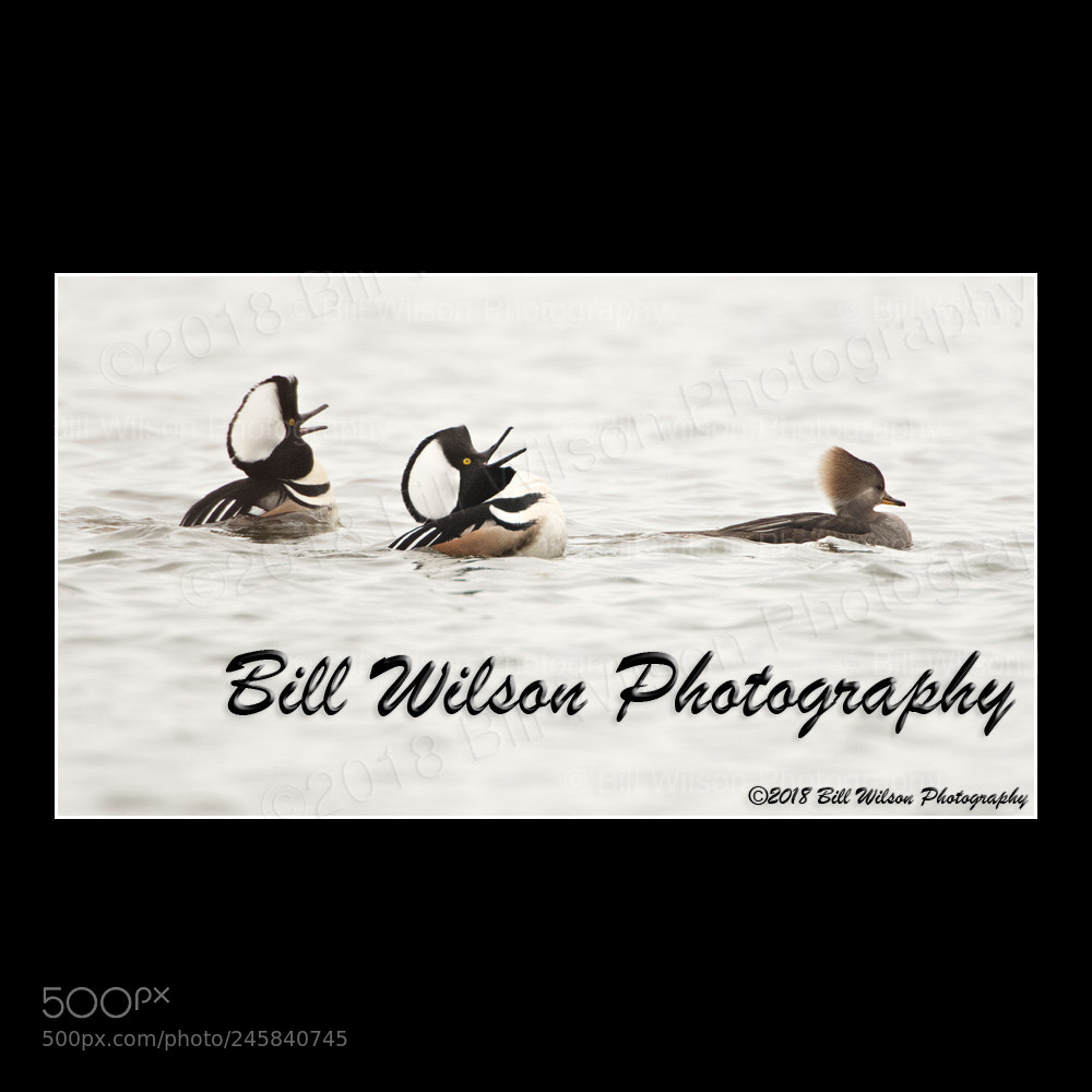 Nikon D500 sample photo. Courtship display photography