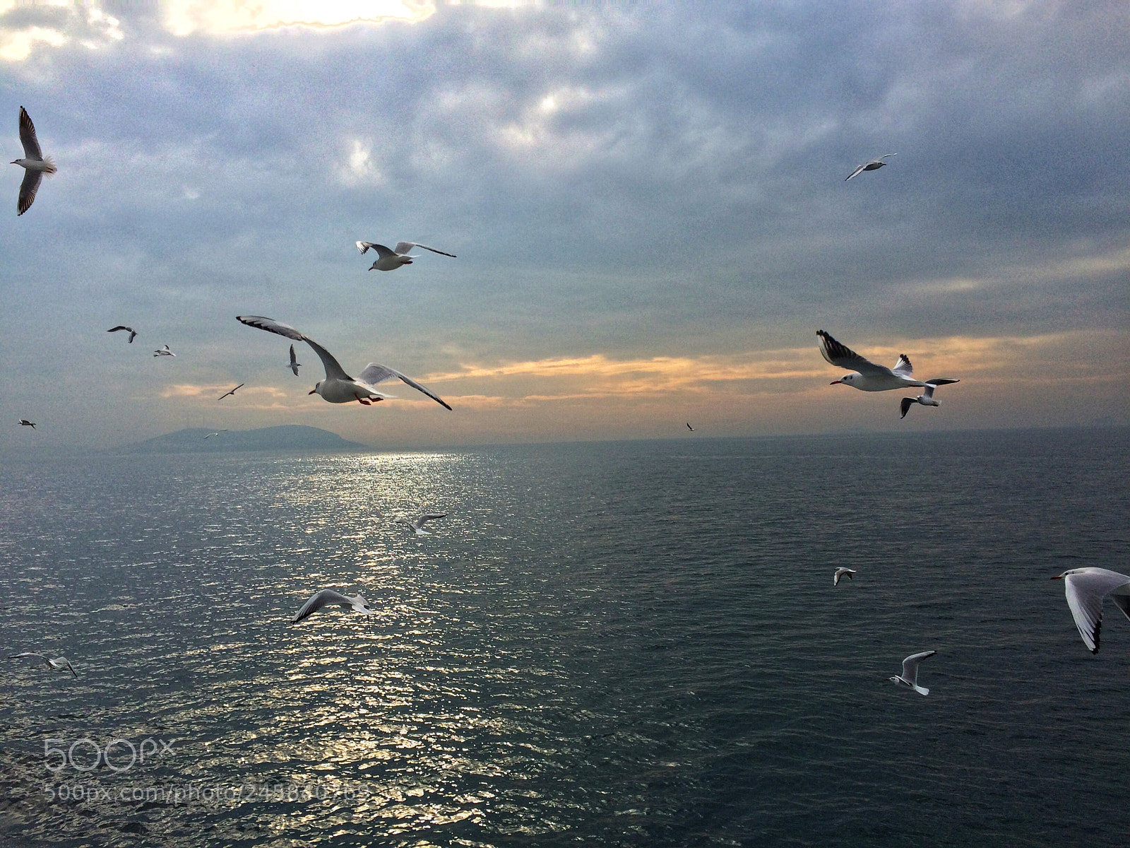 Apple iPhone 5s sample photo. Birds flyng taken by photography