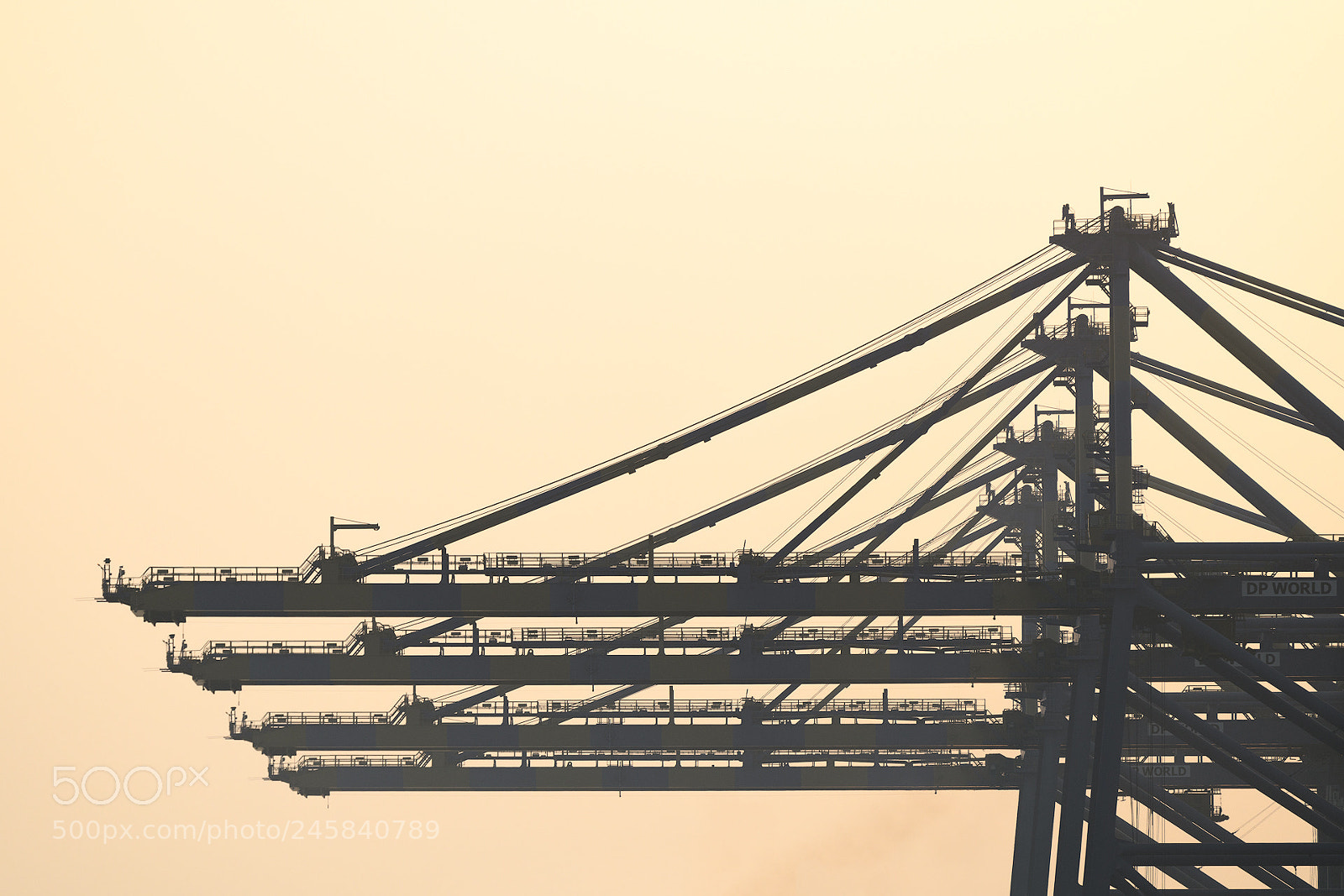 Nikon D850 sample photo. Cranes at sunset photography