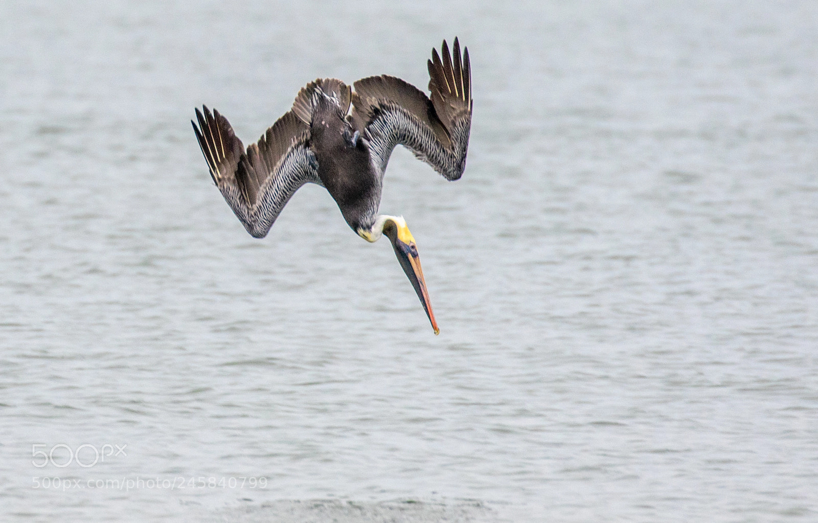 Canon EOS 7D Mark II sample photo. Pelican in steep dive photography