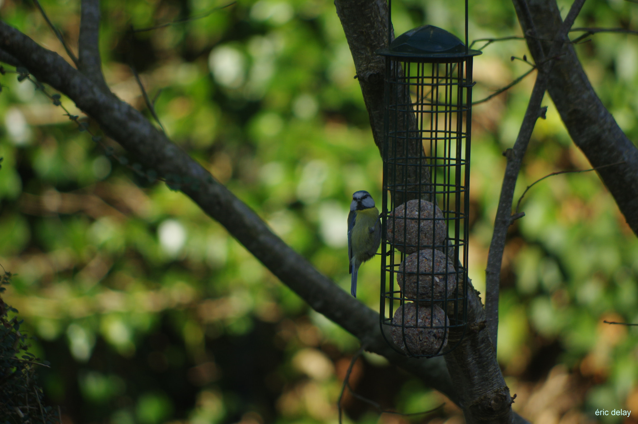 Pentax K-3 + Pentax smc DA 55-300mm F4.0-5.8 ED sample photo. Mésange photography