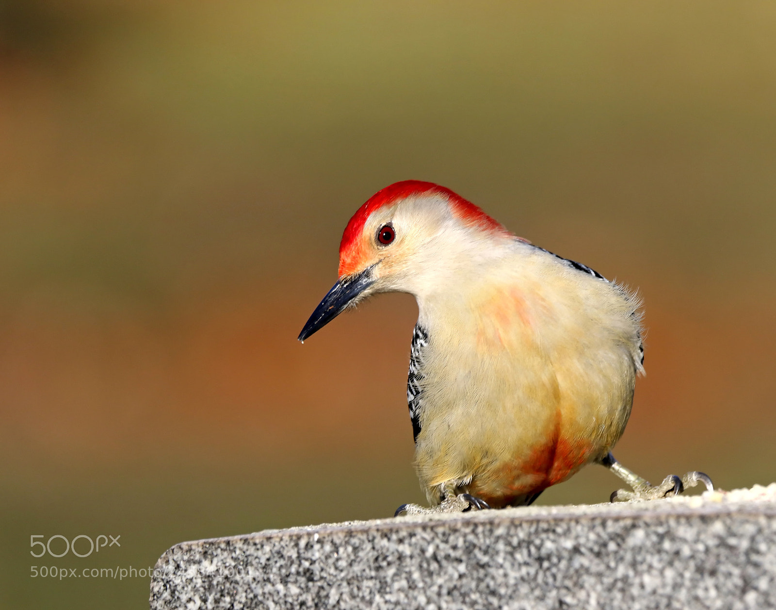 Canon EOS 7D Mark II sample photo. Red-bellied woodpecker photography